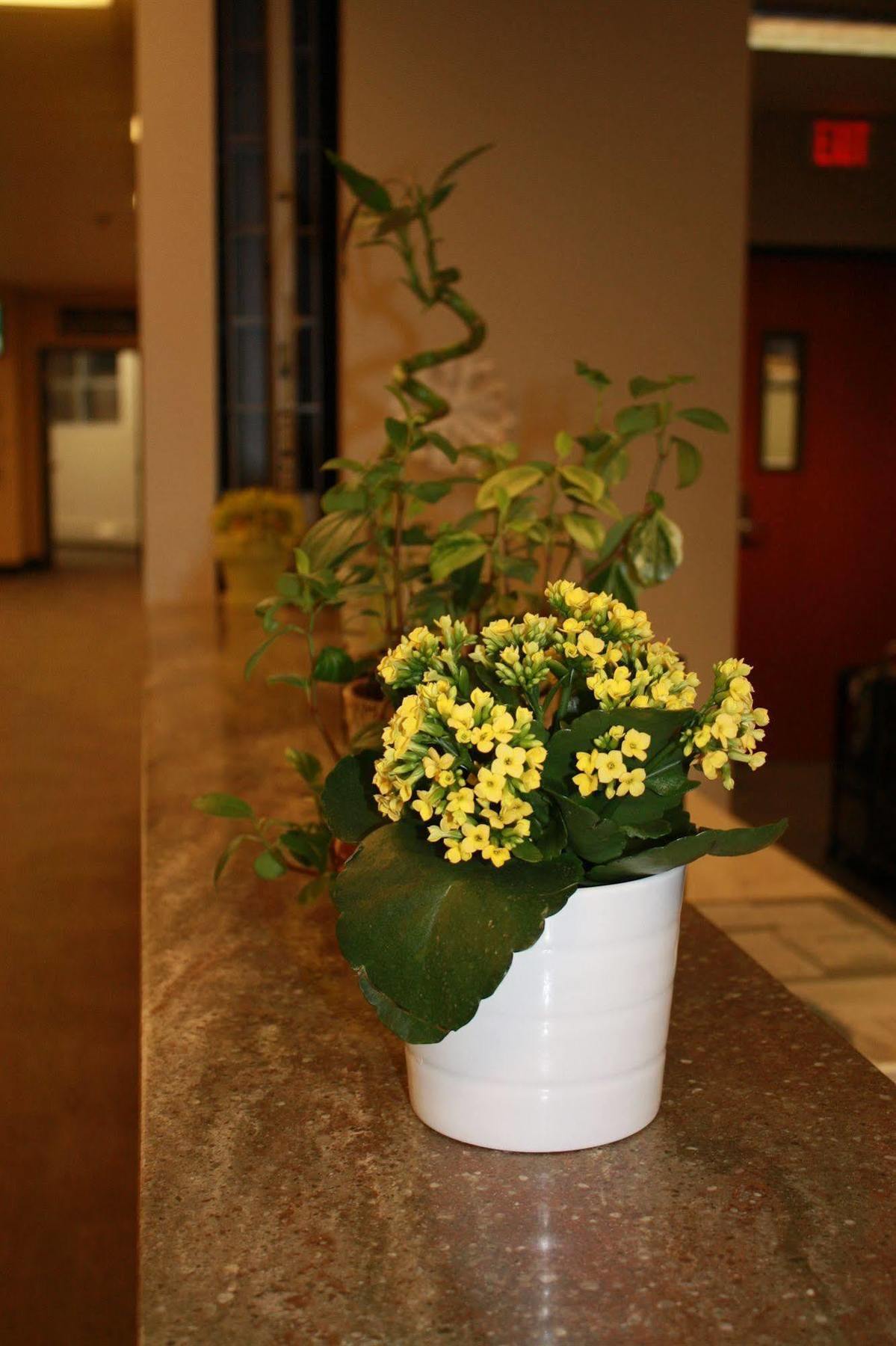 University Of Alberta - Hotel Edmonton Dış mekan fotoğraf